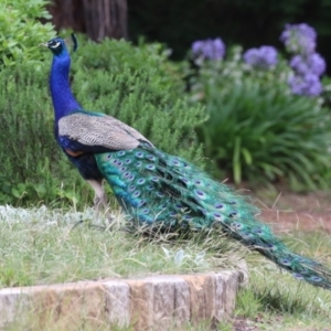 Pavo cristatus at Narrabundah, ACT - 4 Jan 2024 11:45 AM