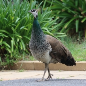 Pavo cristatus at Narrabundah, ACT - 4 Jan 2024 11:45 AM