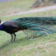 Pavo cristatus at Narrabundah, ACT - 4 Jan 2024