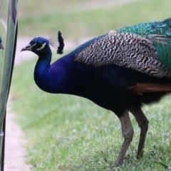 Pavo cristatus at Narrabundah, ACT - 4 Jan 2024