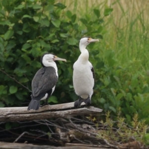 Phalacrocorax varius at Kingston, ACT - 4 Jan 2024