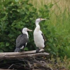 Phalacrocorax varius at Kingston, ACT - 4 Jan 2024