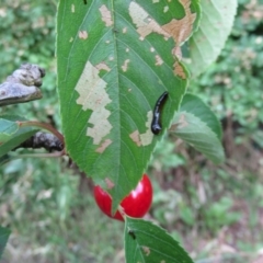 Caliroa cerasi (Cherry Slug Sawfly, Pear and Cherry Slug, Pear and Cherry Sawfly) at McKellar, ACT - 1 Dec 2021 by Amata