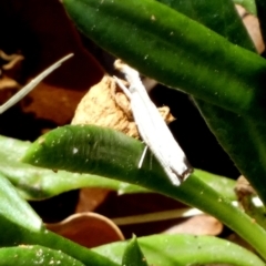 Unidentified Moth (Lepidoptera) by Paul4K