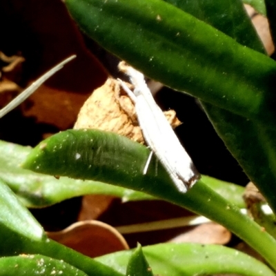 Unidentified Moth (Lepidoptera) by Paul4K