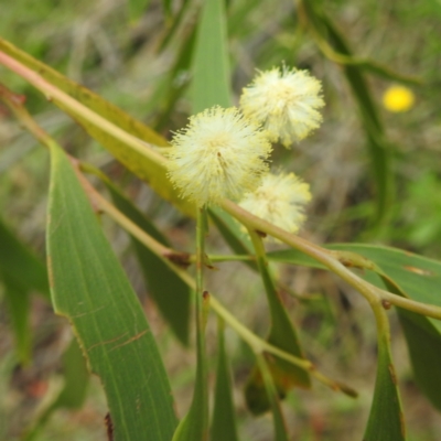 Acacia implexa (Hickory Wattle, Lightwood) at Lions Youth Haven - Westwood Farm A.C.T. - 4 Jan 2024 by HelenCross