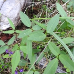 Glycine tabacina at Lions Youth Haven - Westwood Farm A.C.T. - 4 Jan 2024 12:15 PM