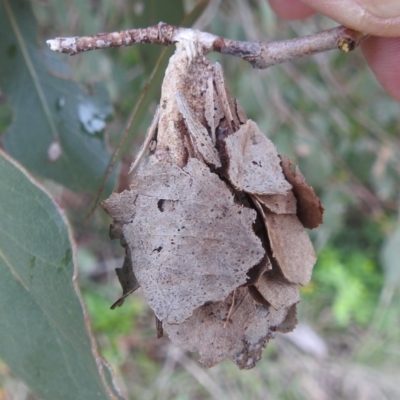 Hyalarcta huebneri (Leafy Case Moth) at Lions Youth Haven - Westwood Farm A.C.T. - 4 Jan 2024 by HelenCross