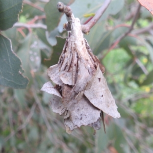 Hyalarcta huebneri at Lions Youth Haven - Westwood Farm A.C.T. - 4 Jan 2024