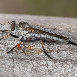 Cerdistus sp. (genus) at Umbagong District Park - 4 Jan 2024 03:38 PM