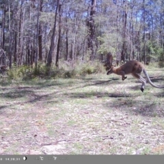 Notamacropus rufogriseus (Red-necked Wallaby) at Wollondilly Local Government Area - 4 Jan 2024 by bufferzone