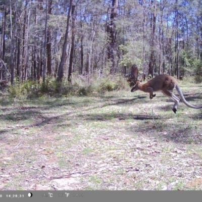 Notamacropus rufogriseus (Red-necked Wallaby) at Wollondilly Local Government Area - 4 Jan 2024 by bufferzone
