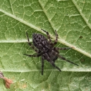 Badumna insignis at Isaacs, ACT - 4 Jan 2024 11:26 AM