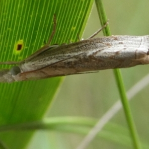 Culladia cuneiferellus at QPRC LGA - 3 Jan 2024