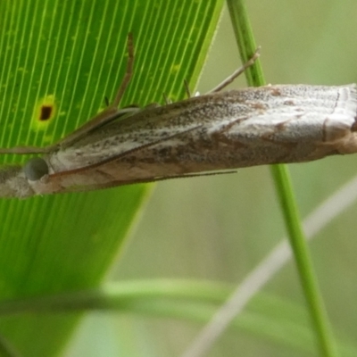 Culladia cuneiferellus (Crambinae moth) at Mongarlowe River - 3 Jan 2024 by arjay