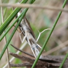 Culladia cuneiferellus at QPRC LGA - suppressed