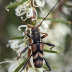 Aridaeus thoracicus (Tiger Longicorn Beetle) at Jervis Bay National Park - 3 Jan 2024 by Miranda