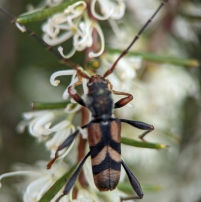 Aridaeus thoracicus (Tiger Longicorn Beetle) at Jervis Bay National Park - 3 Jan 2024 by Miranda