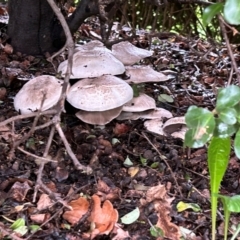 Agaricus 'xanthodermus group' at Amaroo, ACT - 4 Jan 2024