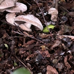 Agaricus 'xanthodermus group' at Amaroo, ACT - 4 Jan 2024