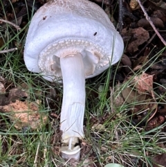 Agaricus 'xanthodermus group' at Amaroo, ACT - 4 Jan 2024