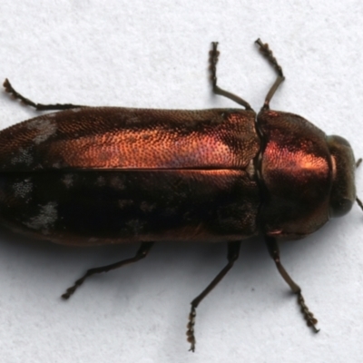 Diphucrania marmorata (Jewel beetle) at Mount Ainslie - 4 Jan 2024 by jb2602