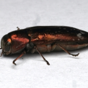 Diphucrania marmorata at Mount Ainslie - 4 Jan 2024