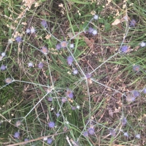 Eryngium ovinum at Yarramundi Grassland
 - 2 Jan 2024