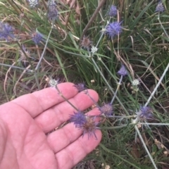 Eryngium ovinum at Yarramundi Grassland
 - 2 Jan 2024