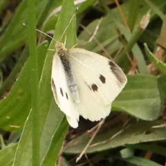 Pieris rapae (Cabbage White) at Sullivans Creek, Turner - 4 Jan 2024 by ConBoekel