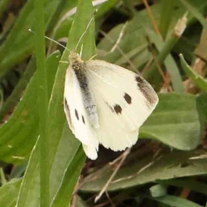 Pieris rapae at City Renewal Authority Area - 4 Jan 2024