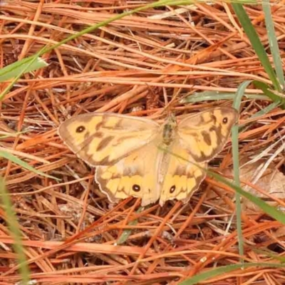 Heteronympha merope (Common Brown Butterfly) at Turner, ACT - 4 Jan 2024 by ConBoekel