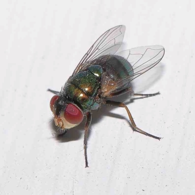 Chrysomya sp. (genus) (A green/blue blowfly) at Turner, ACT - 31 Dec 2023 by ConBoekel