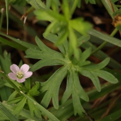 Geranium sp. Pleated sepals (D.E.Albrecht 4707) Vic. Herbarium at Sullivans Creek, Turner - 4 Jan 2024 by ConBoekel