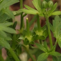 Geranium sp. Pleated sepals (D.E.Albrecht 4707) Vic. Herbarium at City Renewal Authority Area - 4 Jan 2024