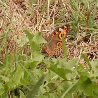 Junonia villida (Meadow Argus) at Haig Park - 4 Jan 2024 by ConBoekel