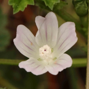 Malva neglecta at Sullivans Creek, Turner - 4 Jan 2024 11:16 AM