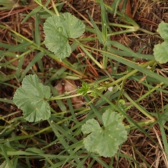 Malva neglecta at Sullivans Creek, Turner - 4 Jan 2024 11:16 AM