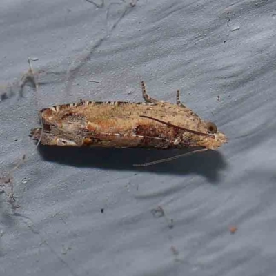 Crocidosema plebejana (Cotton Tipworm Moth) at Turner, ACT - 31 Dec 2023 by ConBoekel