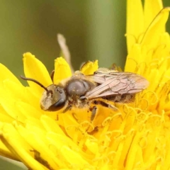 Lasioglossum (Chilalictus) lanarium (Halictid bee) at Turner, ACT - 4 Jan 2024 by ConBoekel