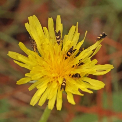 Glyphipterix chrysoplanetis (A Sedge Moth) at Turner, ACT - 4 Jan 2024 by ConBoekel