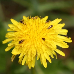 Glyphipterix chrysoplanetis at City Renewal Authority Area - 4 Jan 2024