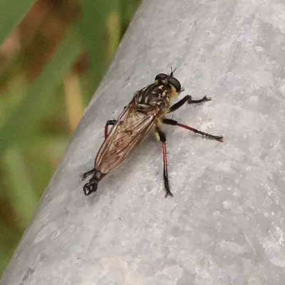 Zosteria rosevillensis (A robber fly) at Haig Park - 4 Jan 2024 by ConBoekel