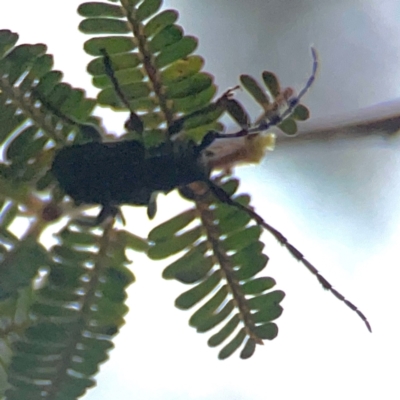 Ancita sp. (genus) (Longicorn or longhorn beetle) at Commonwealth & Kings Parks - 2 Jan 2024 by Hejor1