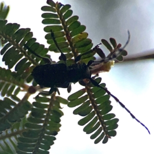 Ancita sp. (genus) at Mount Ainslie to Black Mountain - 2 Jan 2024