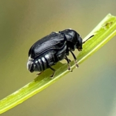 Aporocera (Aporocera) scabrosa (Leaf beetle) at Forde, ACT - 4 Jan 2024 by Hejor1