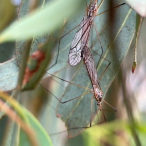 Ptilogyna sp. (genus) at Forde, ACT - 4 Jan 2024