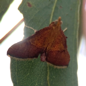 Endotricha pyrosalis at Forde, ACT - 4 Jan 2024