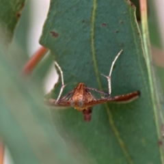 Endotricha pyrosalis at Forde, ACT - 4 Jan 2024