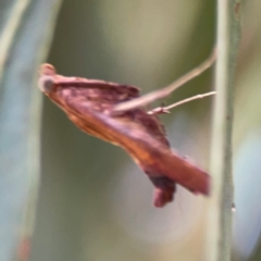 Endotricha pyrosalis at Forde, ACT - 4 Jan 2024